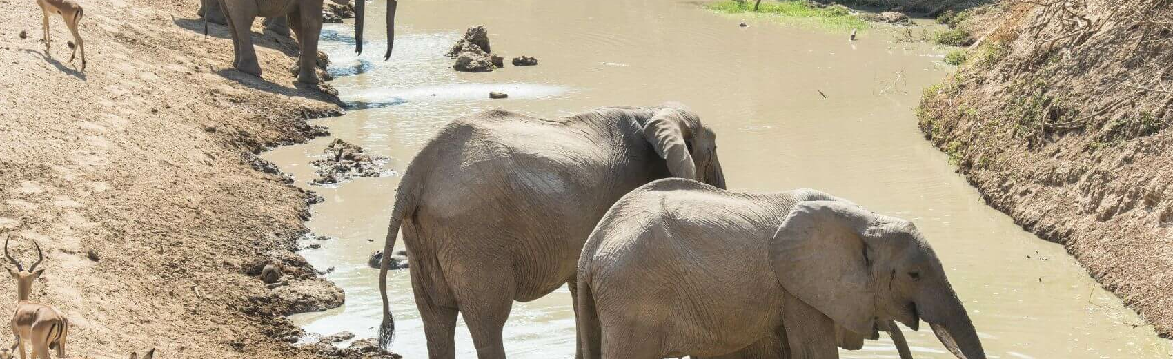 South Luangwa Nationalpark