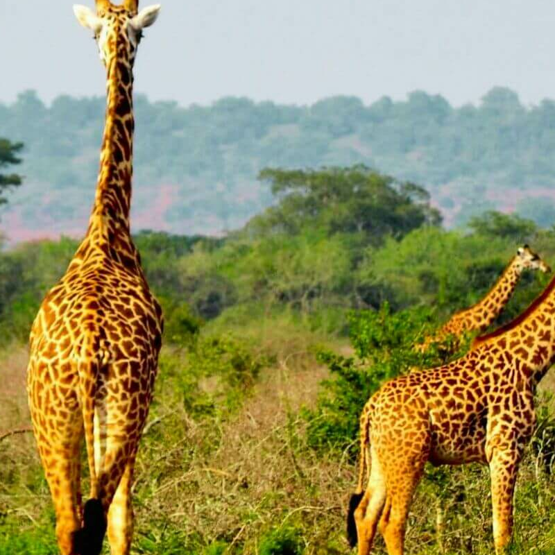 Akagera Nationalpark