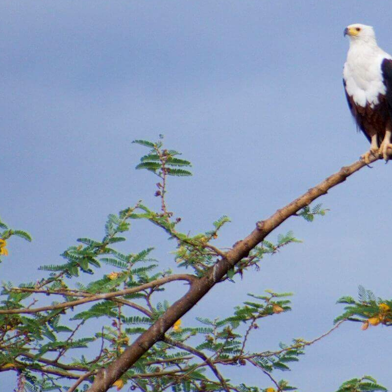 Akagera Nationalpark