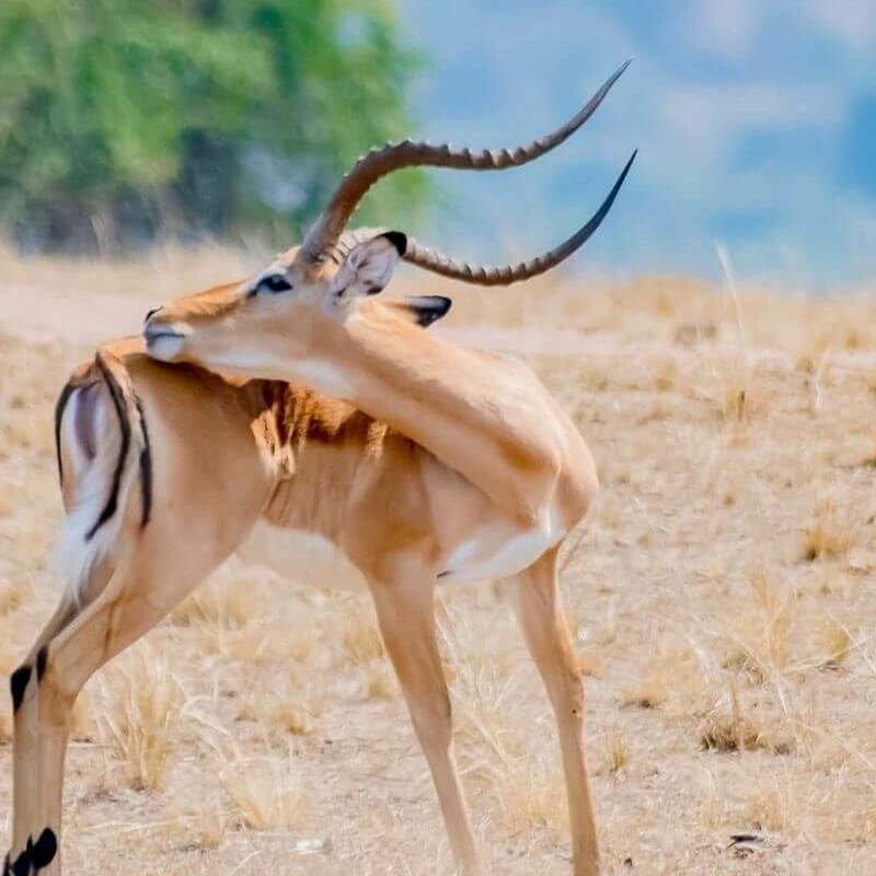 Akagera Nationalpark