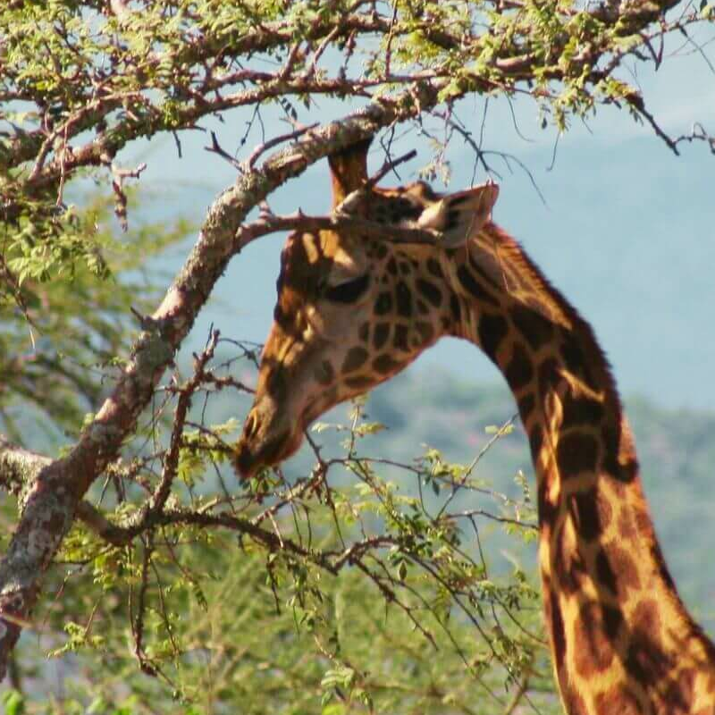Akagera Nationalpark