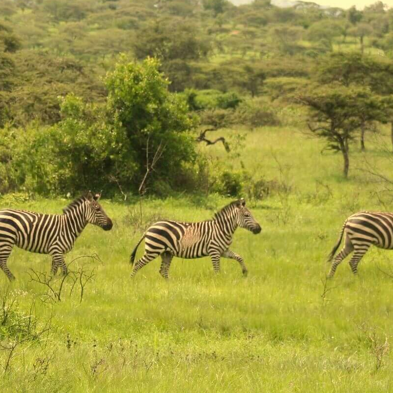 Akagera Nationalpark