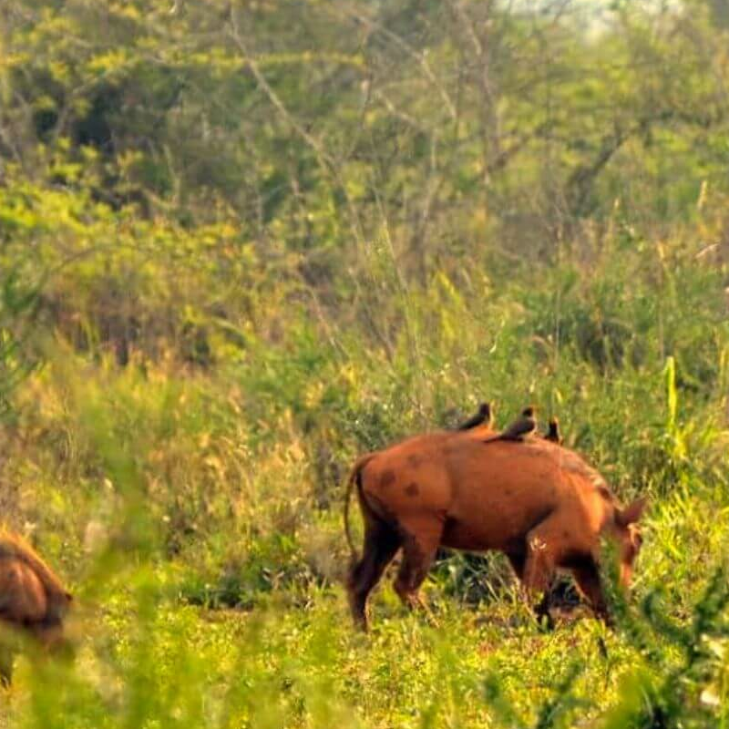 Akagera Nationalpark
