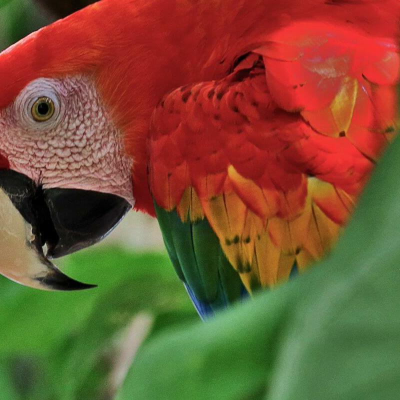 Amazonas