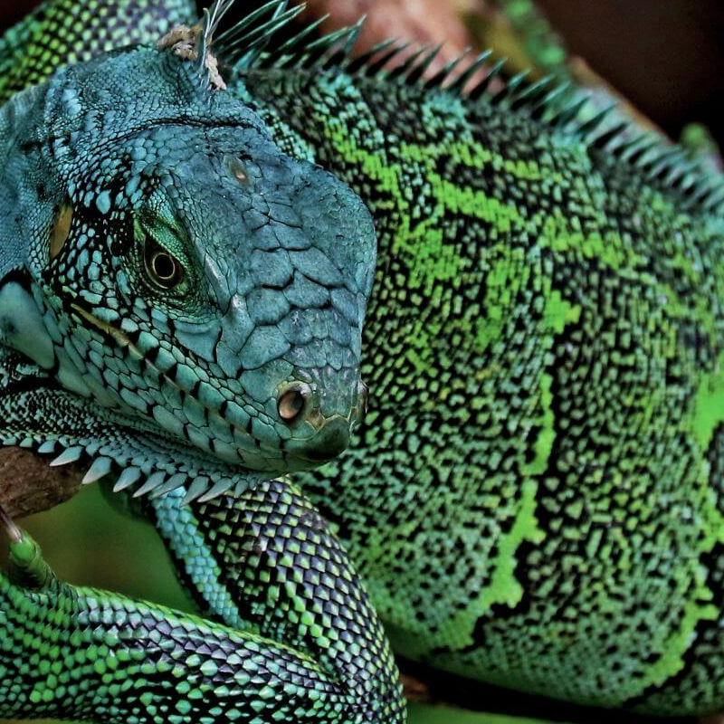 Amazonas