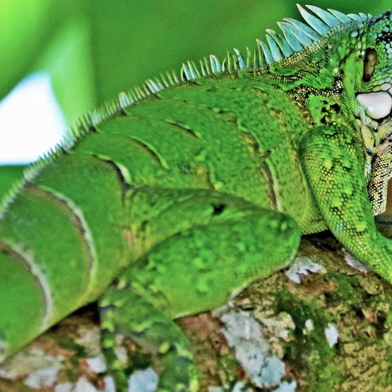 Amazonas