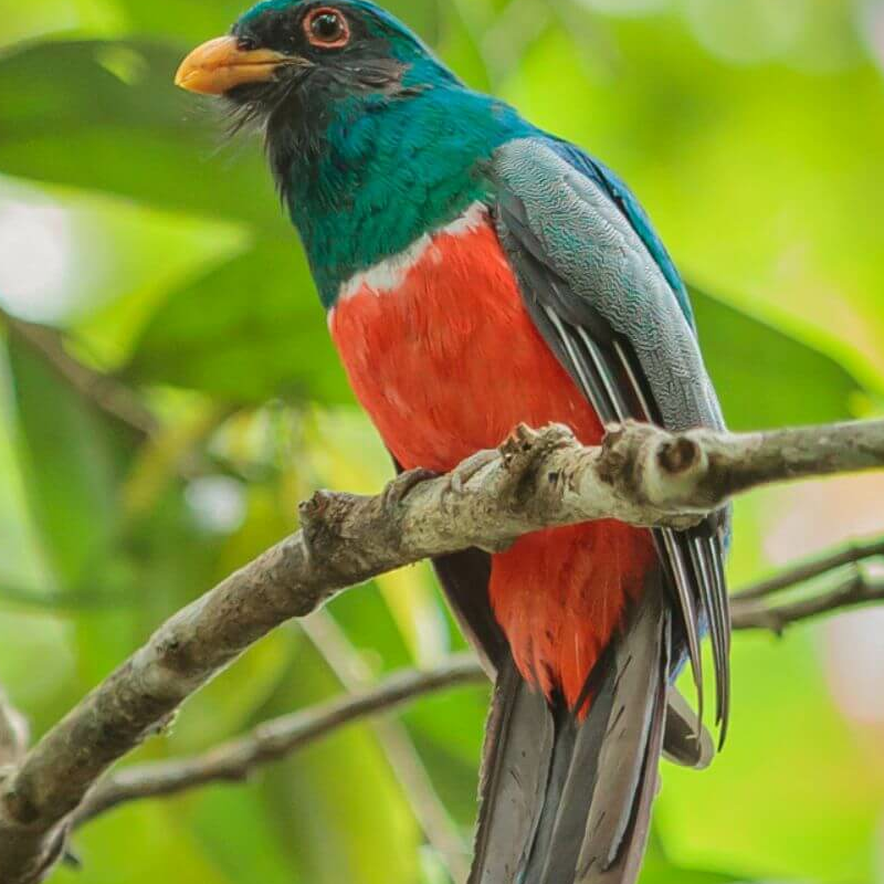 Amazonas