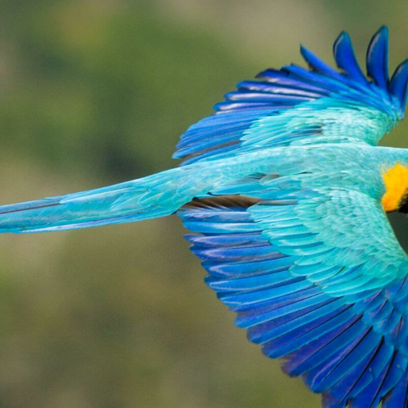 Amazonas