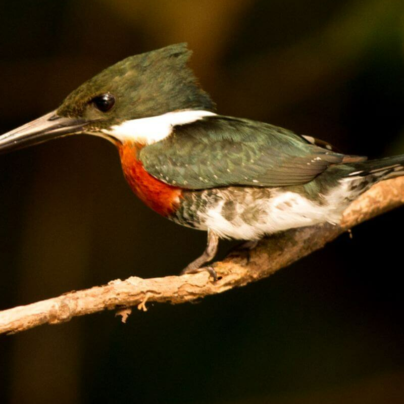 Amazonas