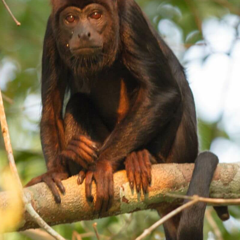 Amazonas