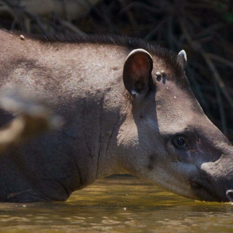 Amazonas