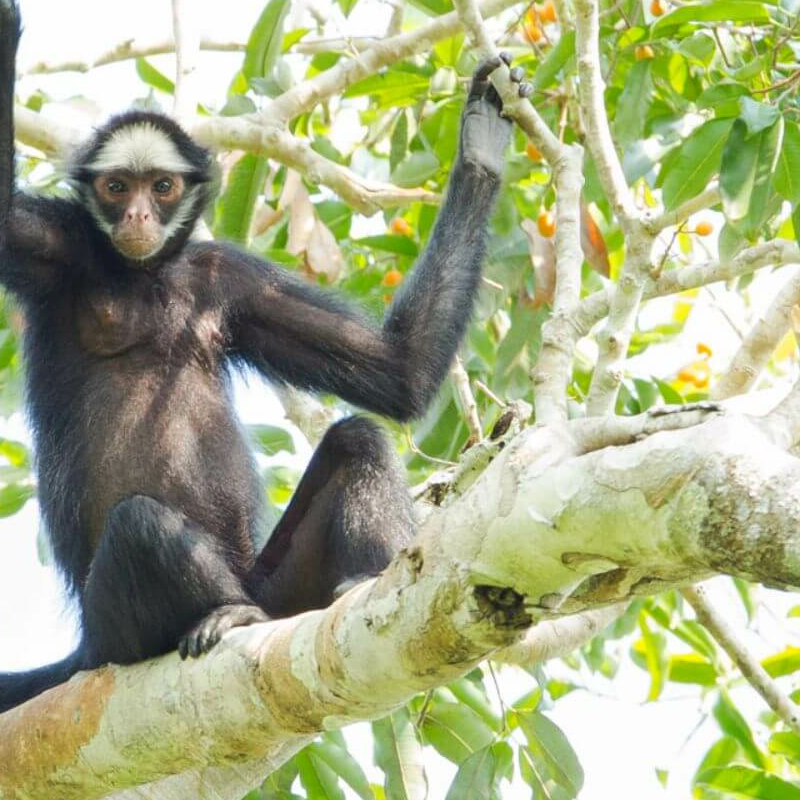 Amazonas