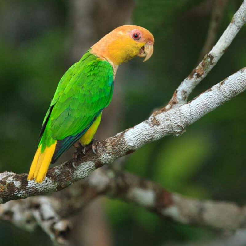 Amazonas