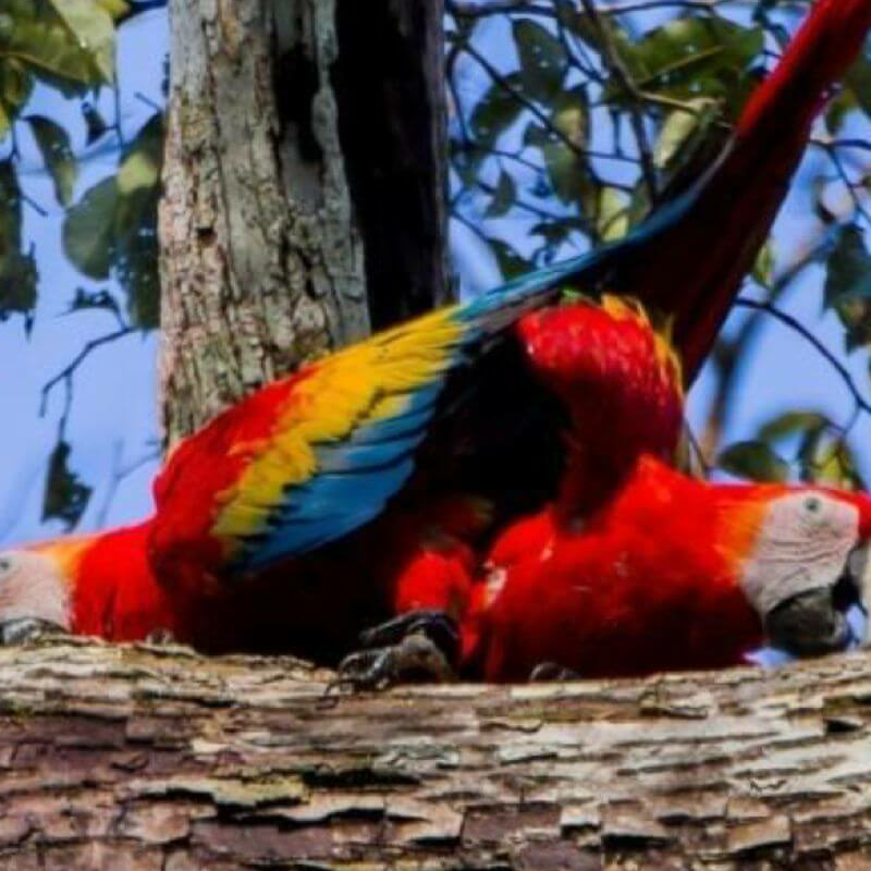Amazonas