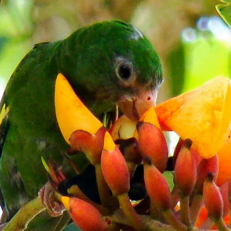 Amazonas