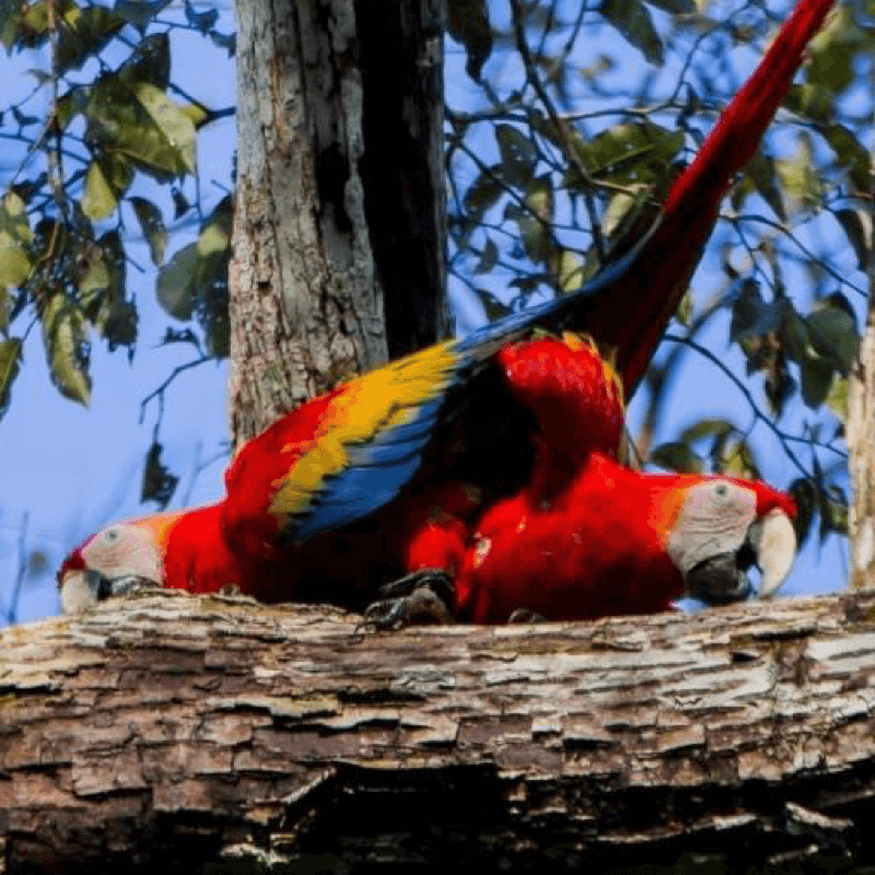 Amazonas