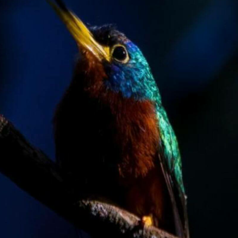 Amazonas