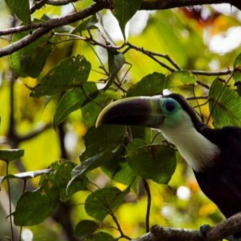 Amazonas