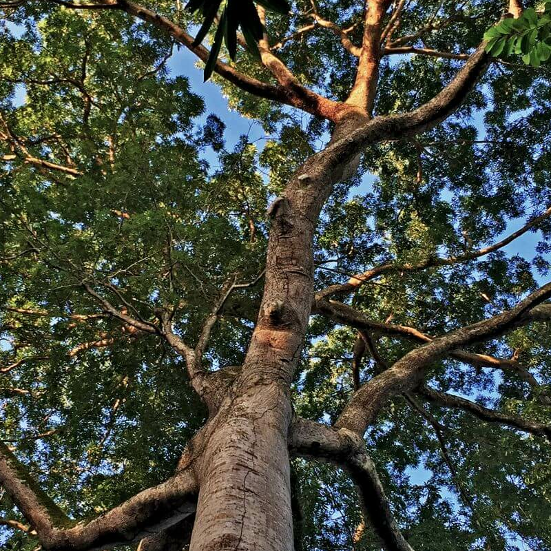 Amazonas