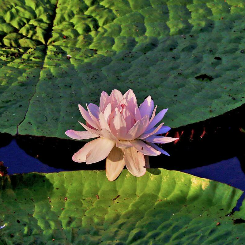 Amazonas