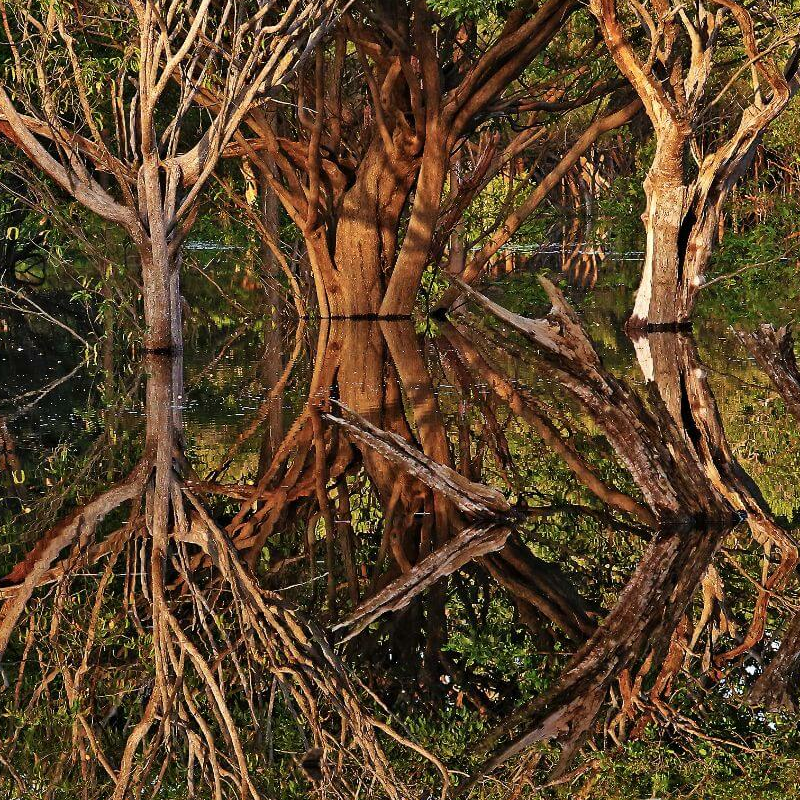 Amazonas