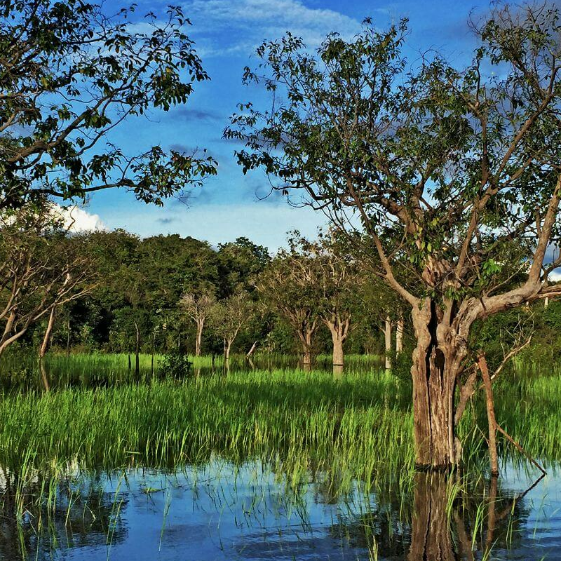 Amazonas
