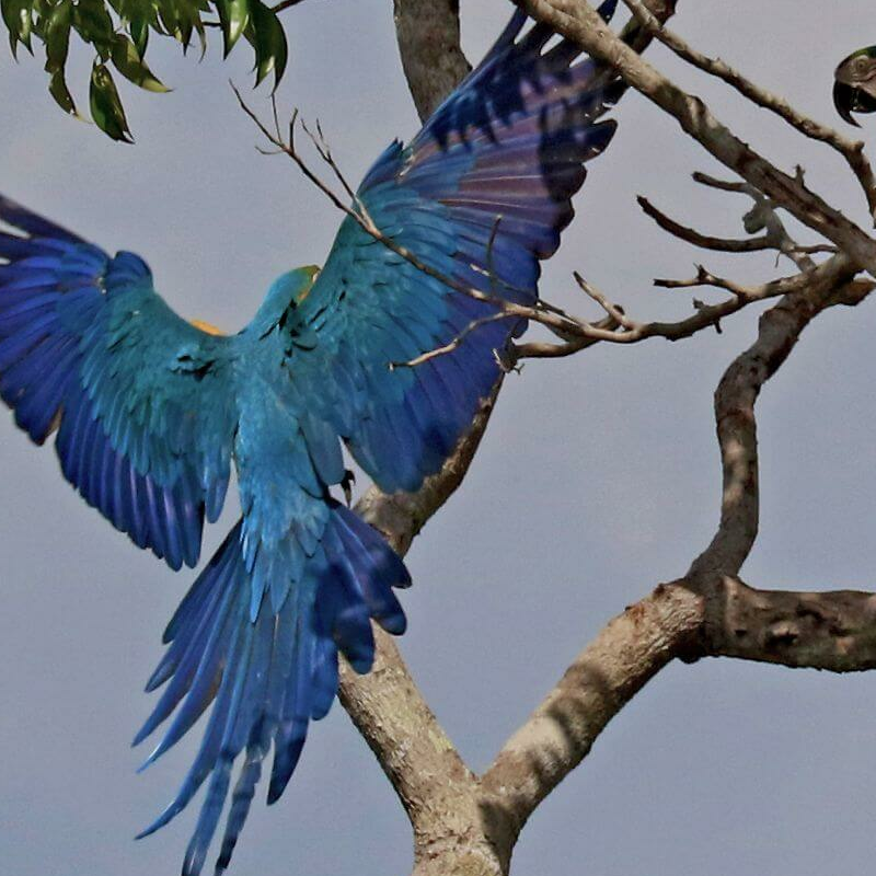 Amazonas