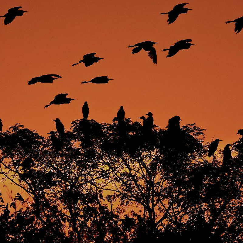 Amazonas
