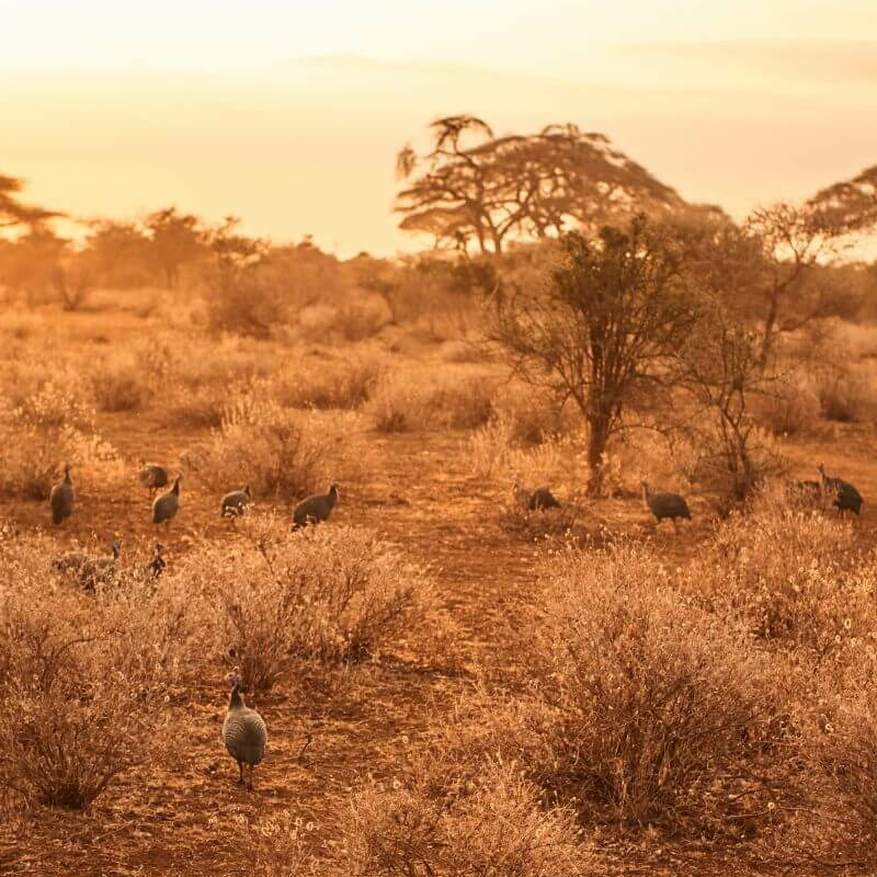 Unschlagbares Kenia