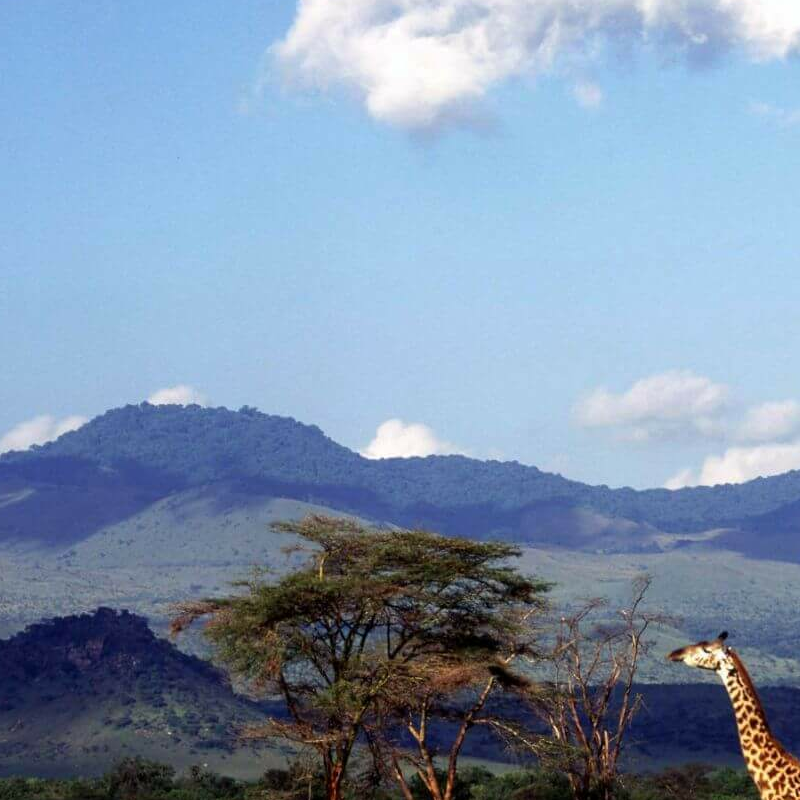 Unschlagbares Kenia