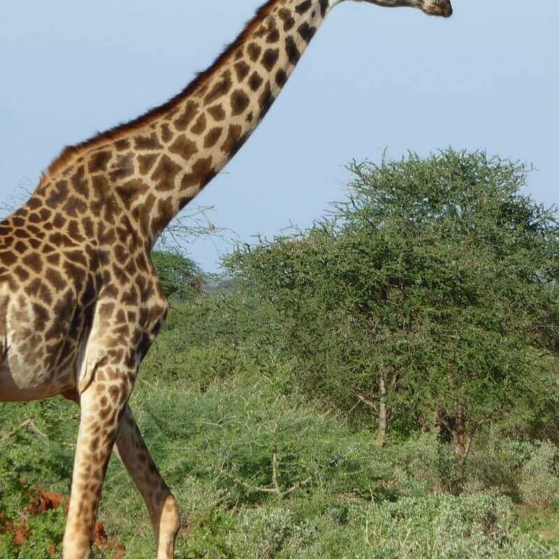 Unschlagbares Kenia