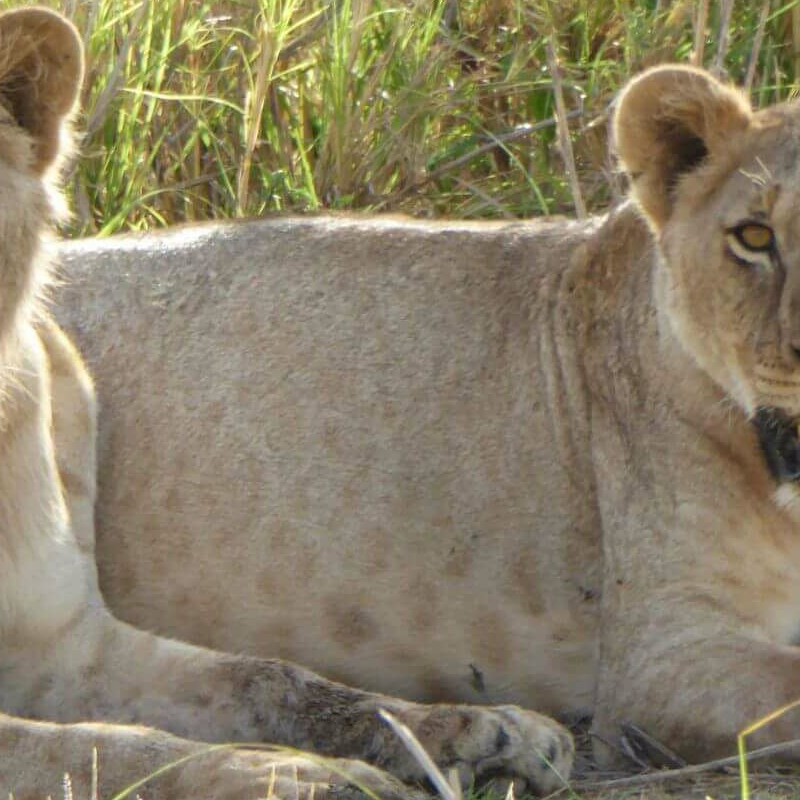 Unschlagbares Kenia