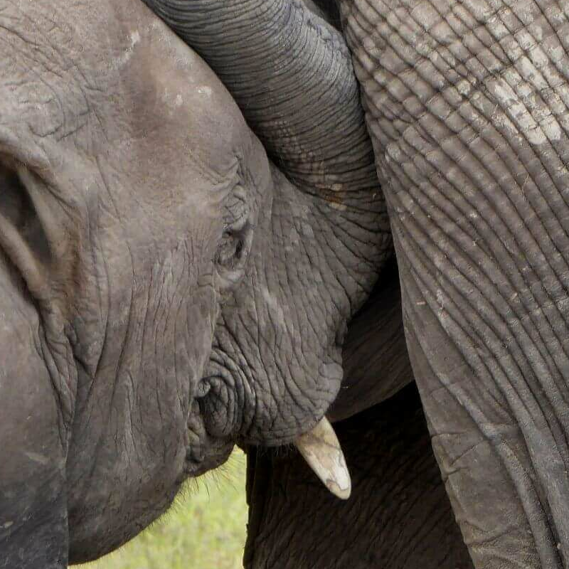 Unschlagbares Kenia