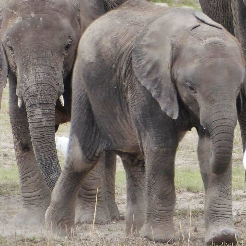 Unschlagbares Kenia