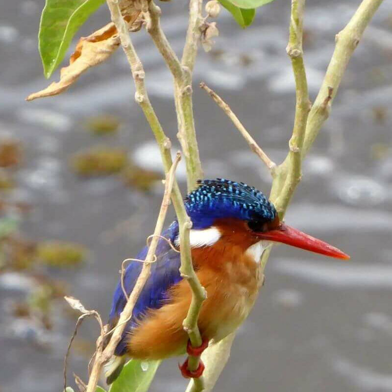 Unschlagbares Kenia