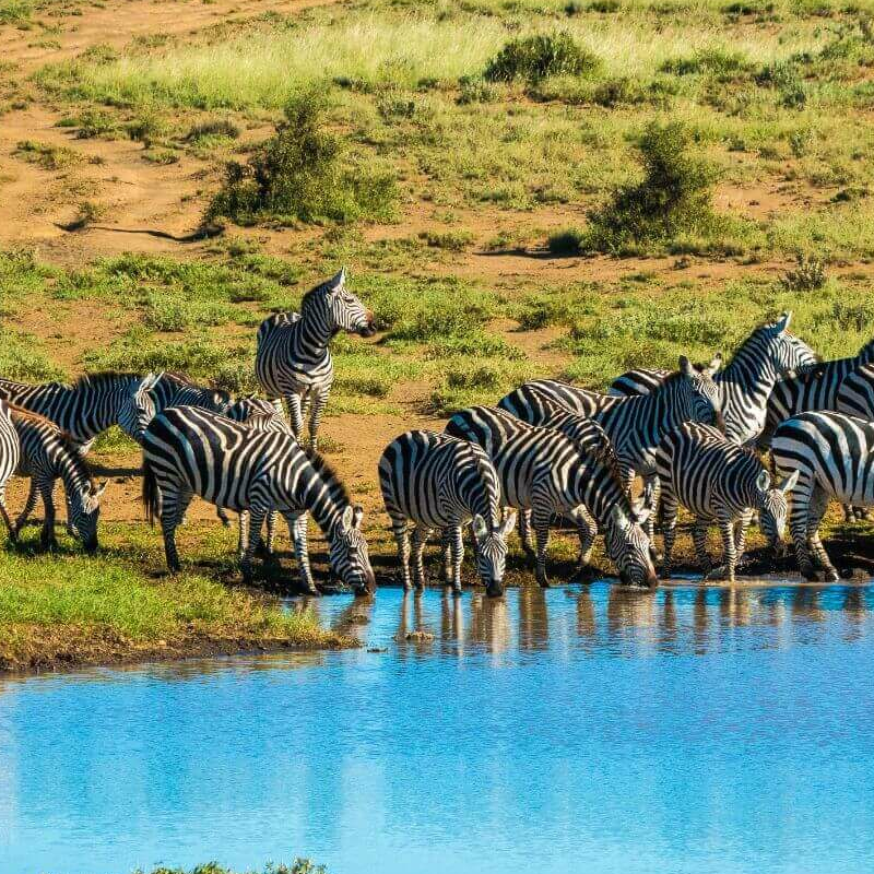 Unschlagbares Kenia