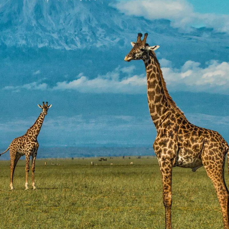 Unschlagbares Kenia