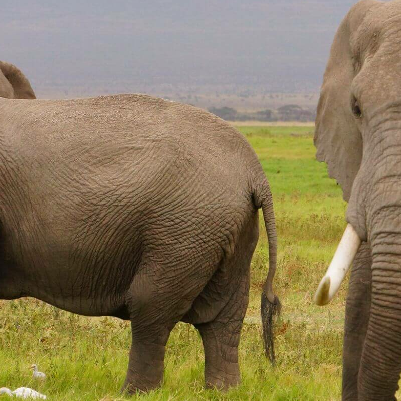 Unschlagbares Kenia