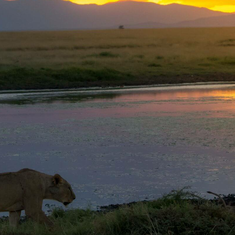 Unschlagbares Kenia
