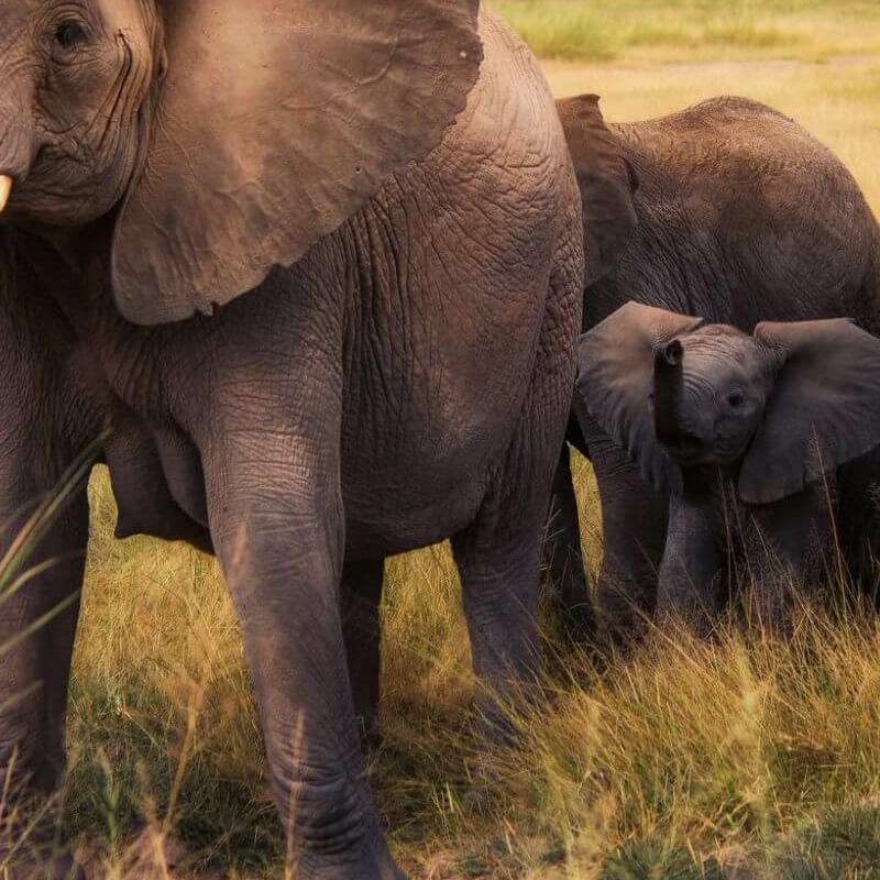 Unschlagbares Kenia