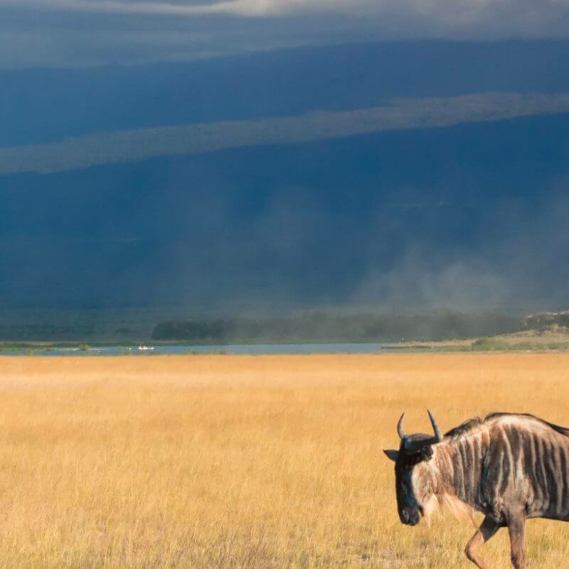 Unschlagbares Kenia