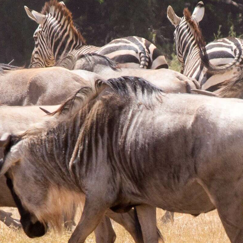 Unschlagbares Kenia