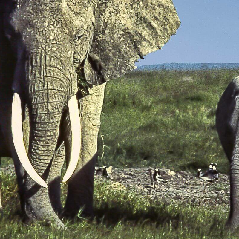 Unschlagbares Kenia