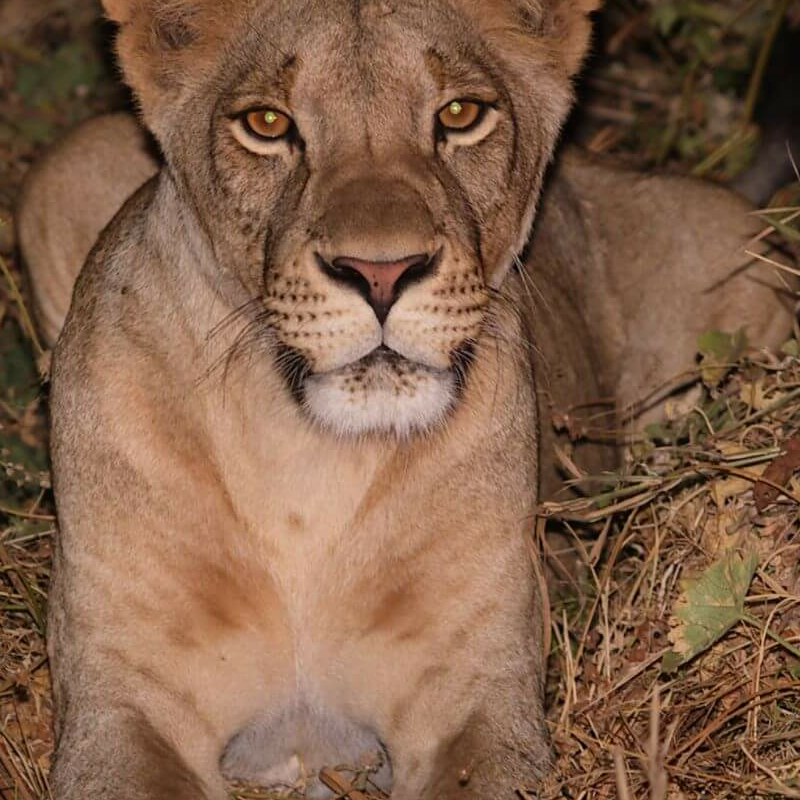 Unschlagbares Kenia