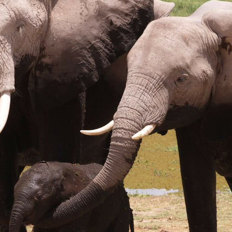 Unschlagbares Kenia