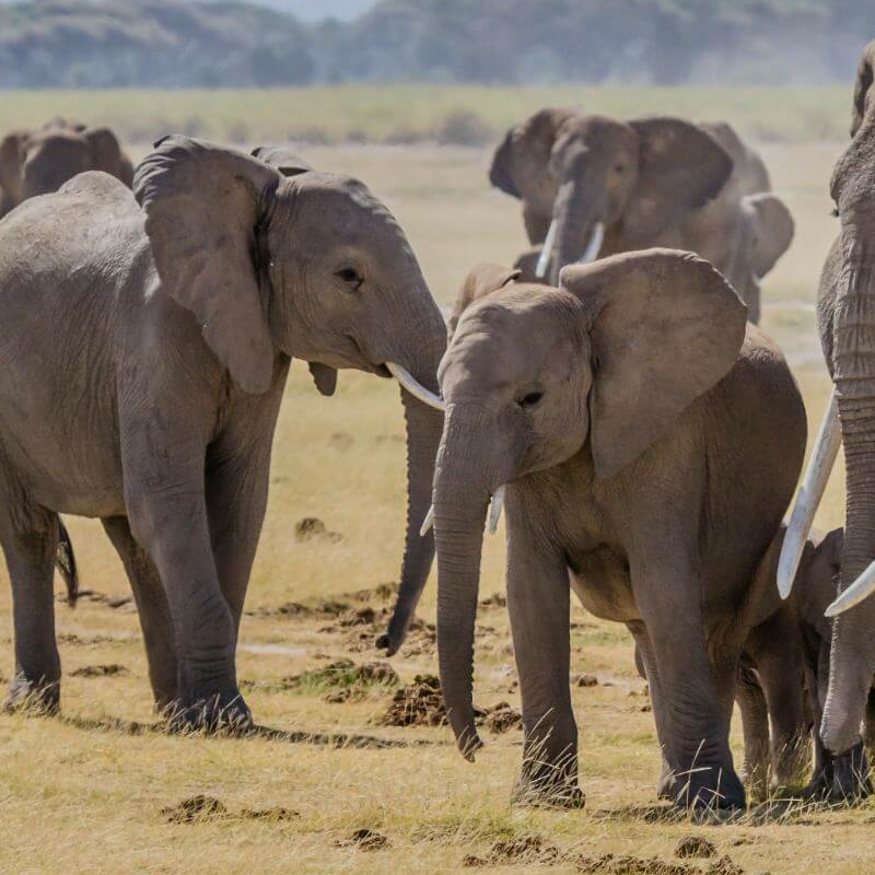 Unschlagbares Kenia