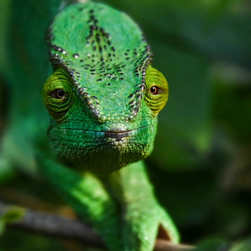 Andasibe Nationalpark