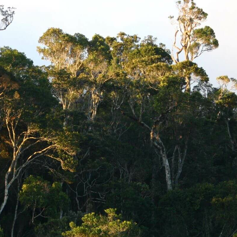 Andasibe Nationalpark