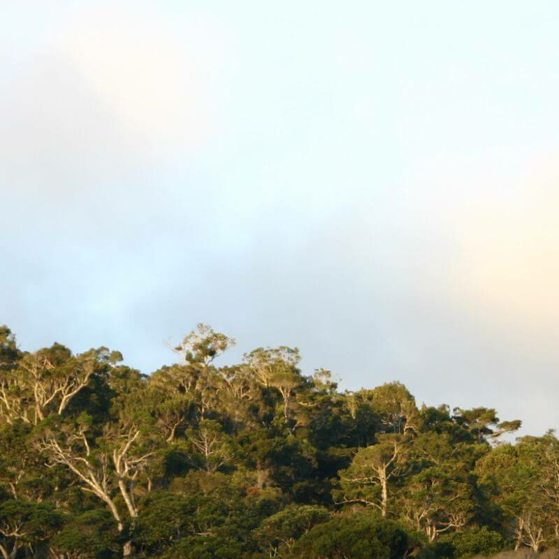 Andasibe Nationalpark