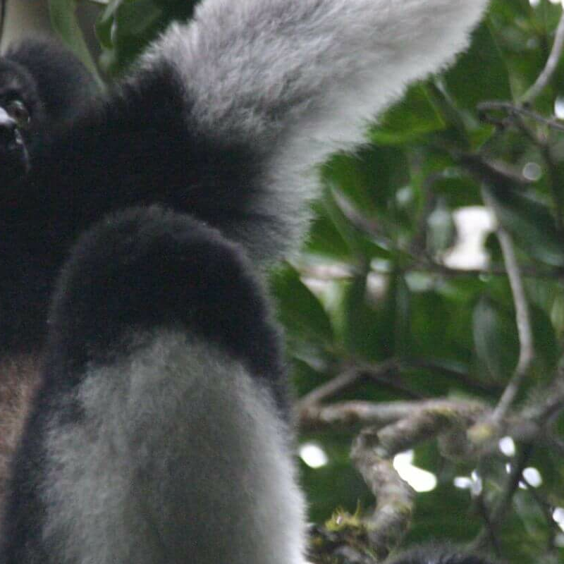 Andasibe Nationalpark